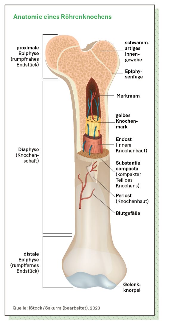 Grafik: Anatomie eines Röhrenknochens