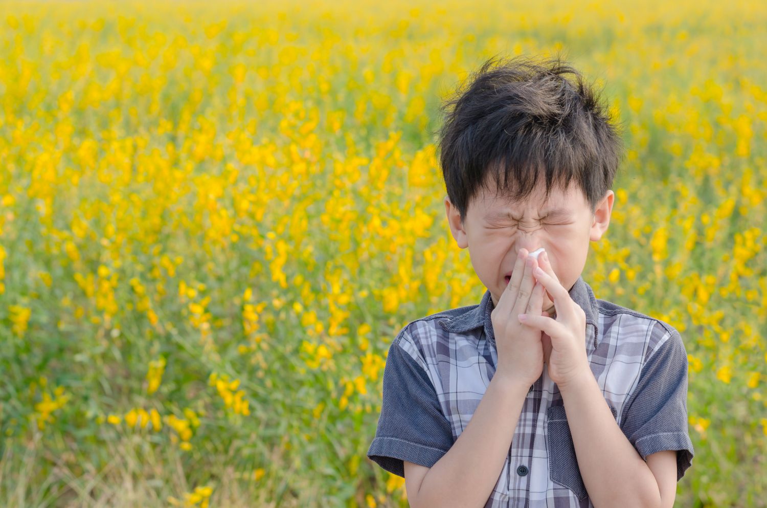 Ein Junge niest im Rapsfeld. Er leidet an einer Pollenallergie.
